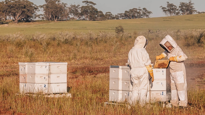 Two figures in white protective gear, hood, face grill, gloves look into a bee hive in a field with rusty grass.