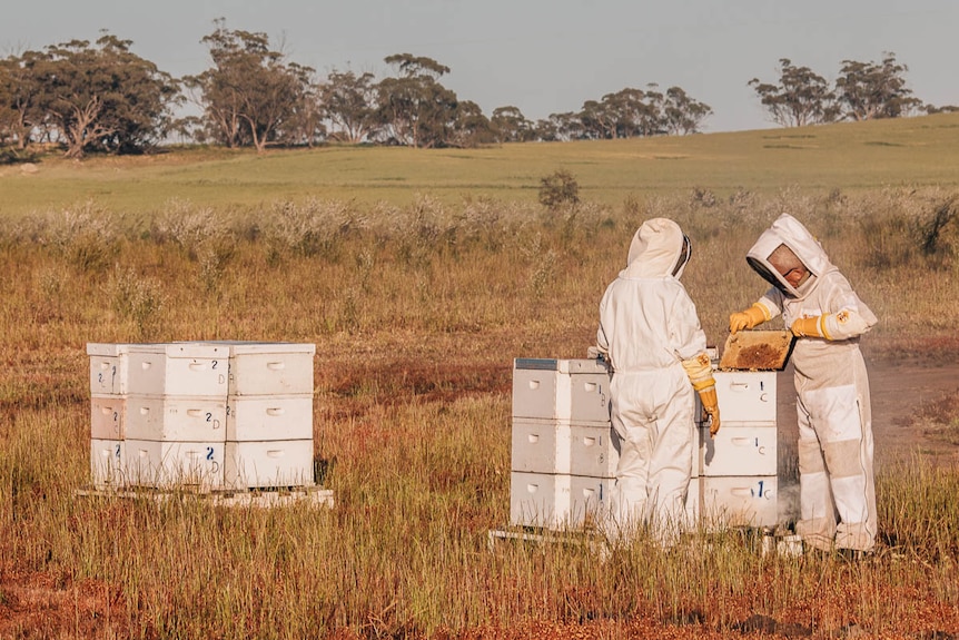 Two figures in white protective gear, hood, face grill, gloves look into a bee hive in a field with rusty grass.