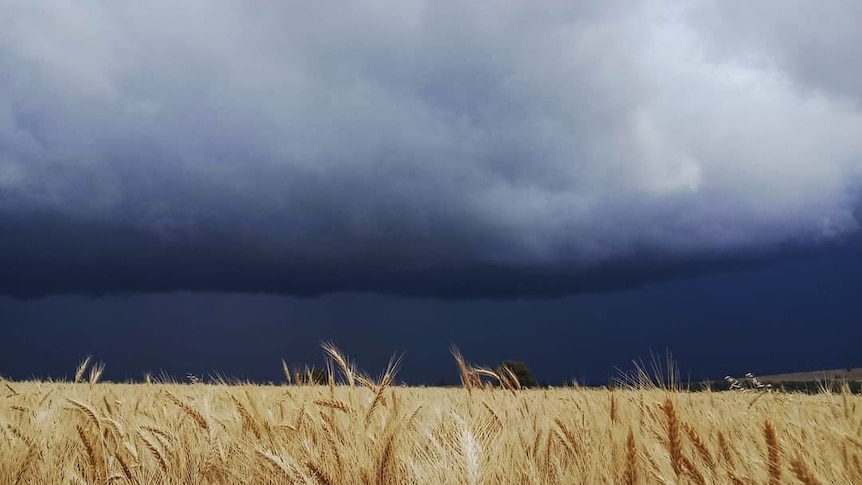 Menacing deep blue storm clouds loom over wheat crop.