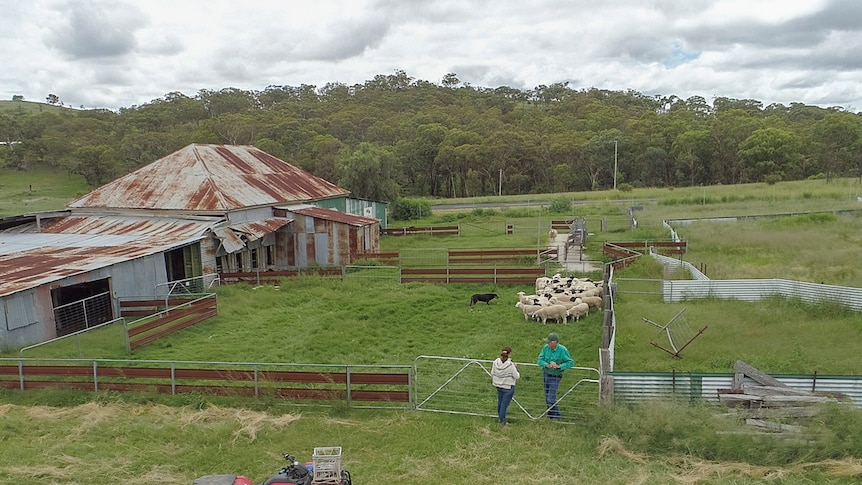 A wide aerial of the Helen and Andrew Ferrier at their shearing shed and sheep yards.