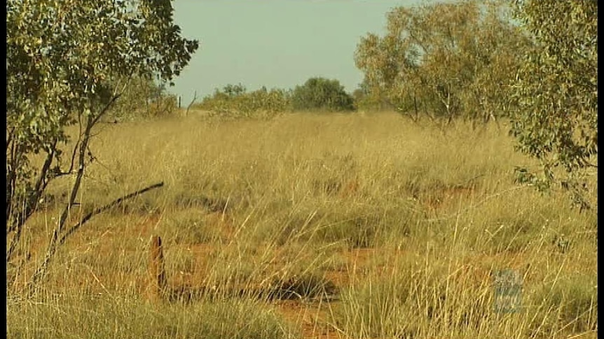 Spinifex