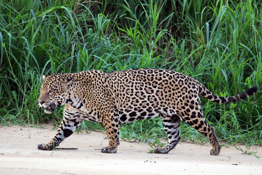 Jaguar (Panthera onca palustris) male, Three Brothers River, the Pantanal, Brazil
