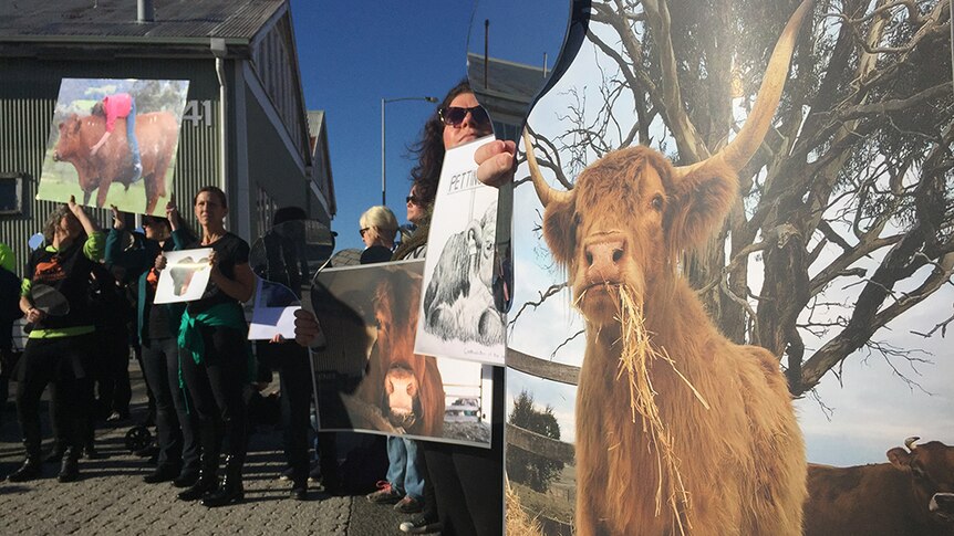 Animal rights protesters at Dark Mofo's bull slaughter show.