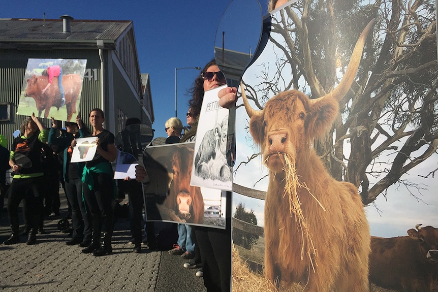 Animal rights protesters at Dark Mofo's bull slaughter show.