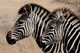 Close up shot of two zebras.