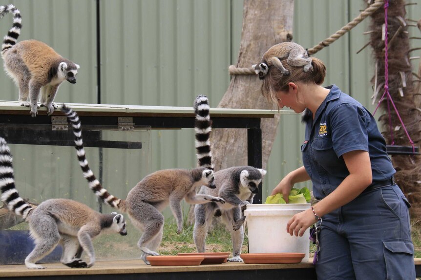 Keeper Rachael Thomas with the lemur family, including little Makai, at feeding time.