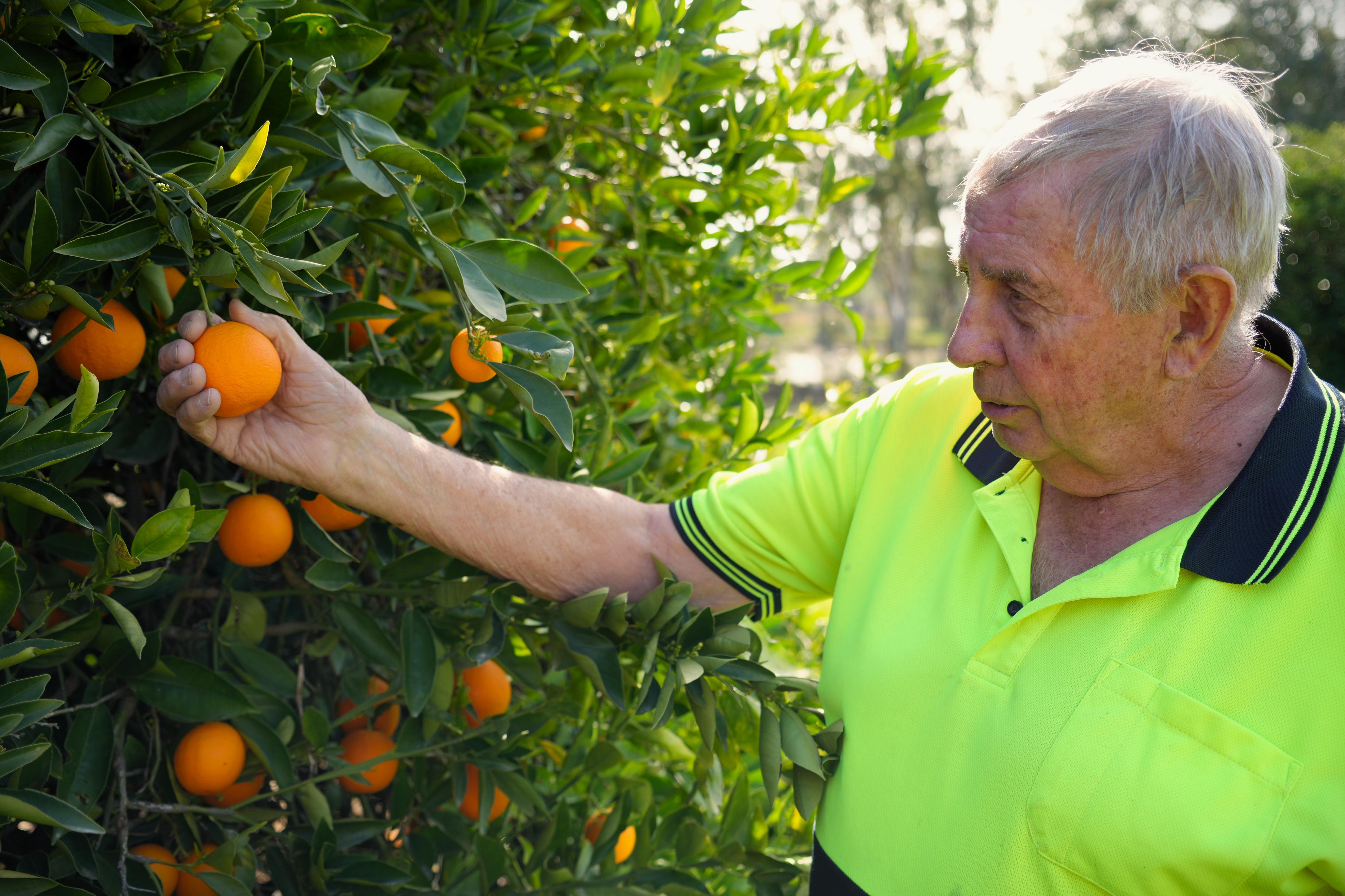 man picks an orange off tree