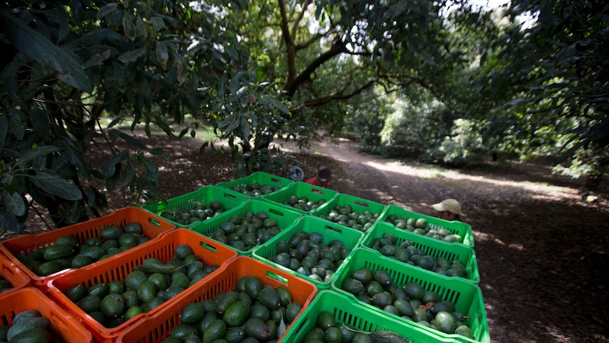 Mexico avocados