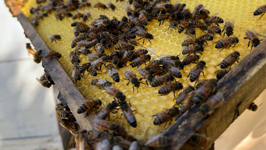 Beekeeping close up bees