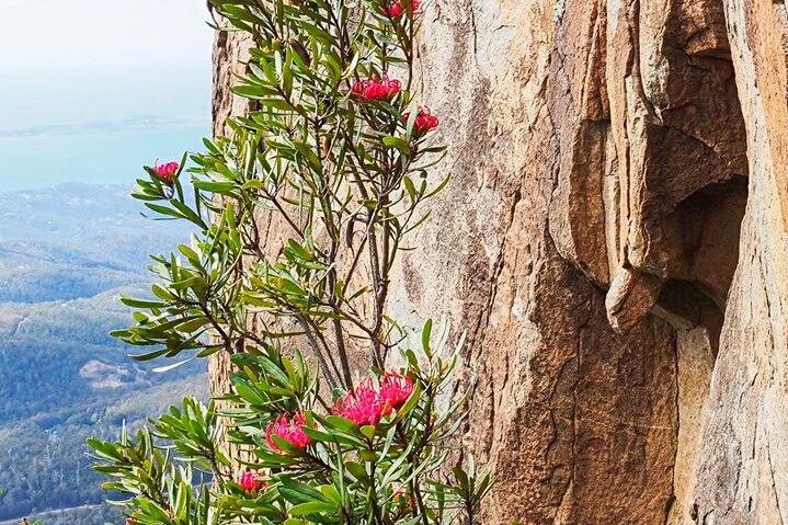 Picture of a red flower up high on a mountain