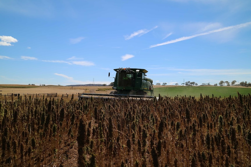 A large harvester drives through a dry hemp crop.