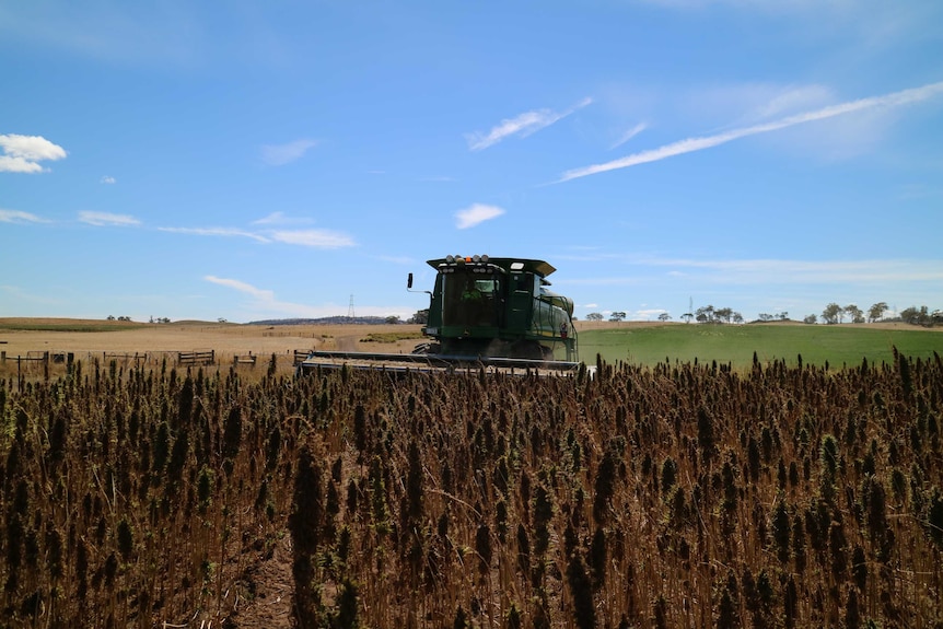 a grain harvester in a paddock of hemp