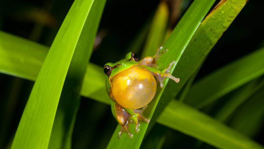Frog on a leaf.