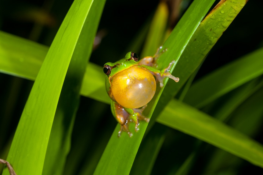 Frog on a leaf.