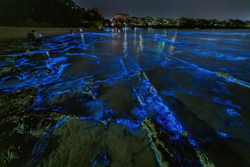 Bioluminescene at Jervis Bay in July 2020 