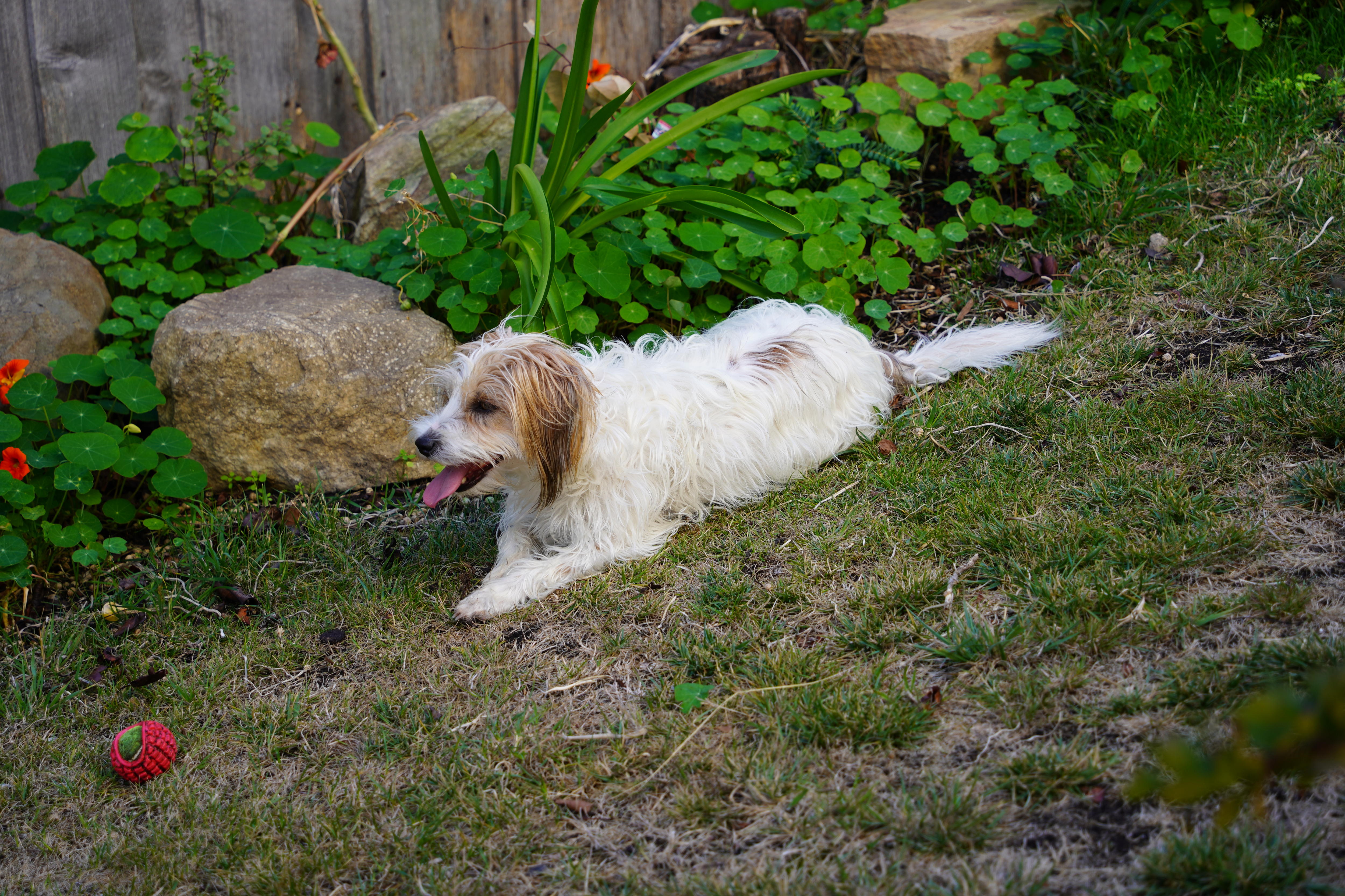A small, hairy white and brown dog plays with a ball in a green garden. 