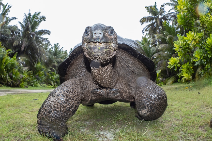 A large tortoise with a horny beak looms above the camera