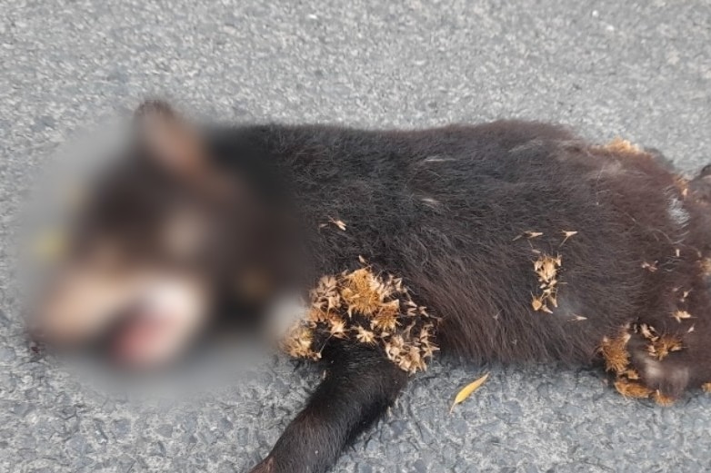 Small Tasmanian devil dead on road