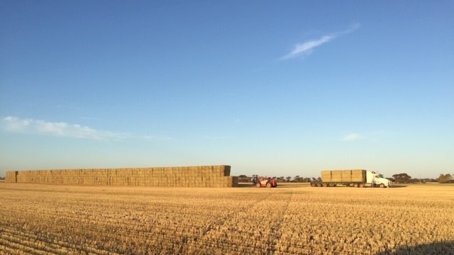 Hay at Mallala baled up