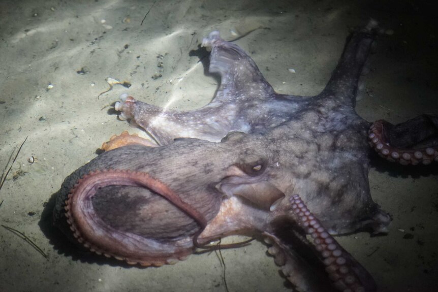 An octopus in the waters of Eaglehawk Neck.