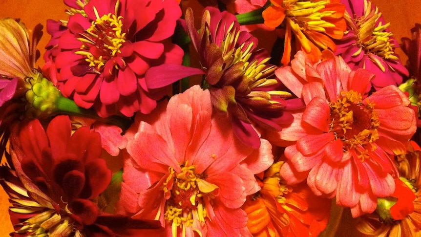 A closeup of a bunch of red flowers with yellow pistils splay out from a vase.