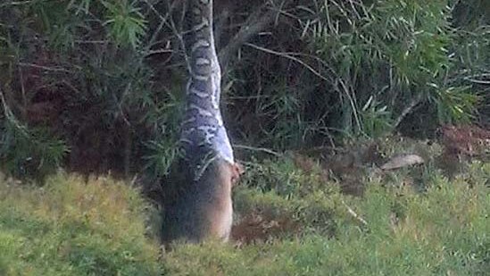 A python reaches for a possum