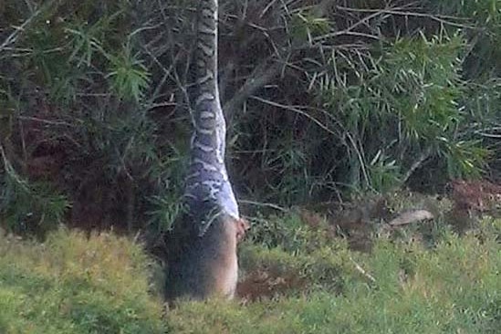 A python reaches for a possum