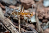 A yellow ant.
