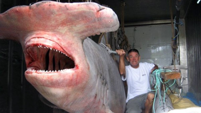 A fisherman poses for a photo next to a five-metre hammerhead shark