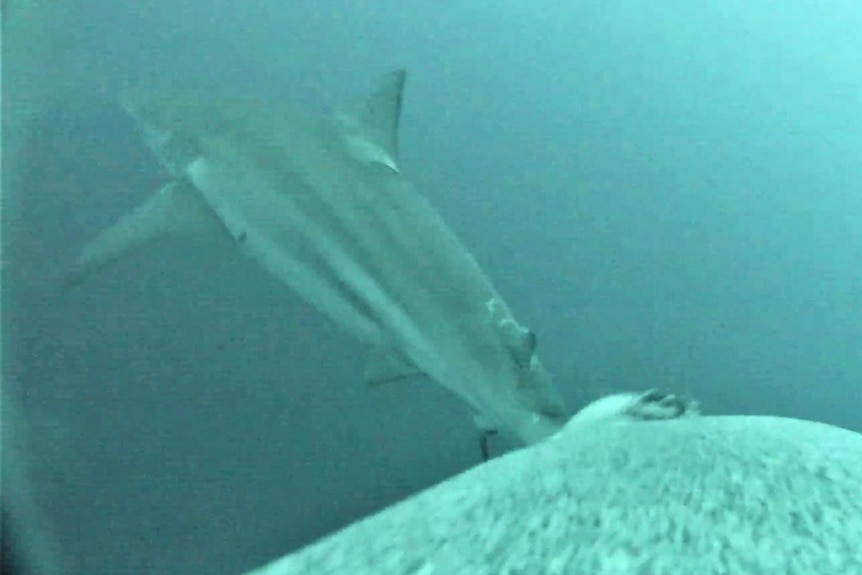 underwater photo of rear of shark being chased by sea lion