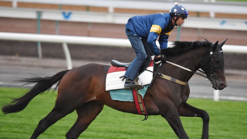 Araldo runs during a trackwork session at Flemington