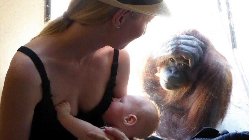Woman breastfeeding her 13-week-old son with an orangutan looking on at Melbourne Zoo.