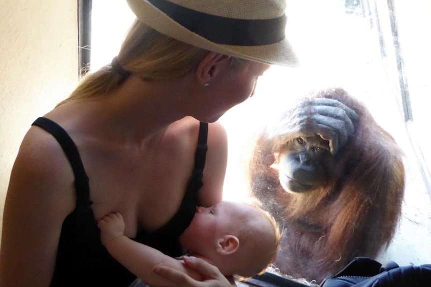Woman breastfeeding her 13-week-old son with an orangutan looking on at Melbourne Zoo.