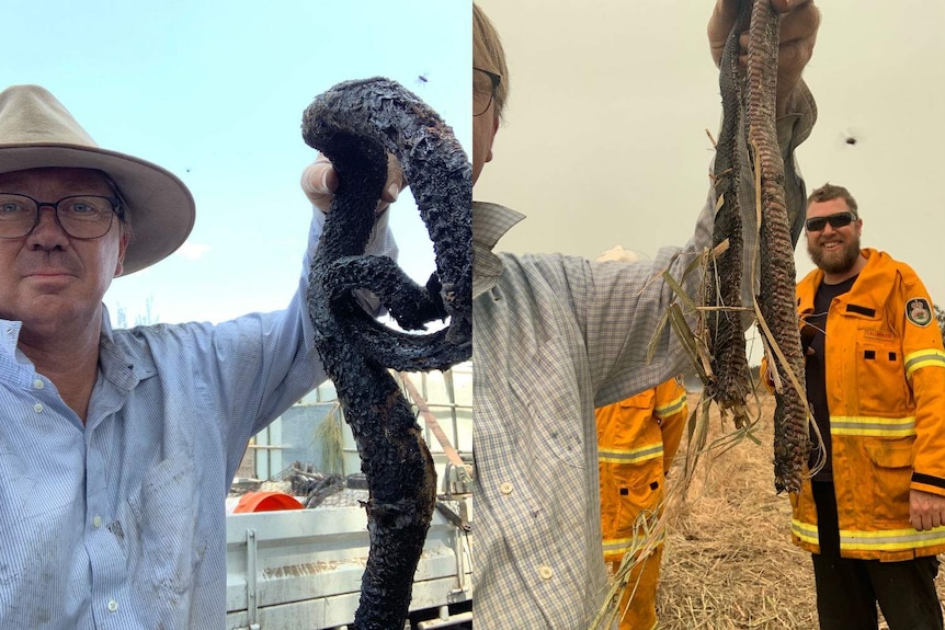 Two images of a man holding up the charred bodies of dead, burnt snakes.