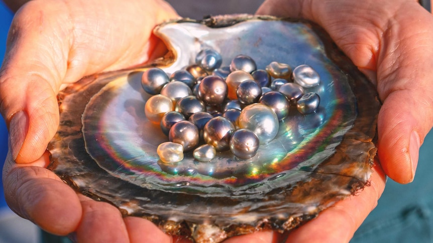 Freshly harvested pearls at the Abrolhos Islands off WA.
