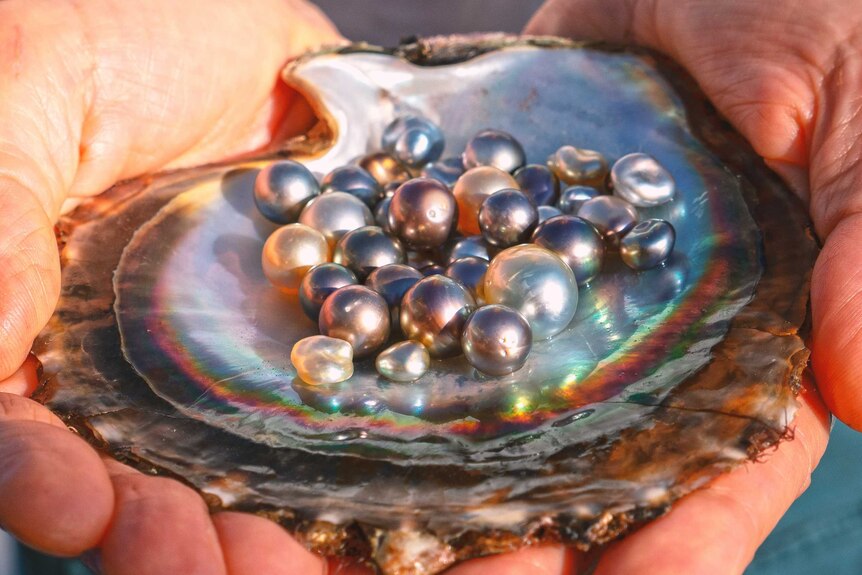 Freshly harvested pearls at the Abrolhos Islands off WA.