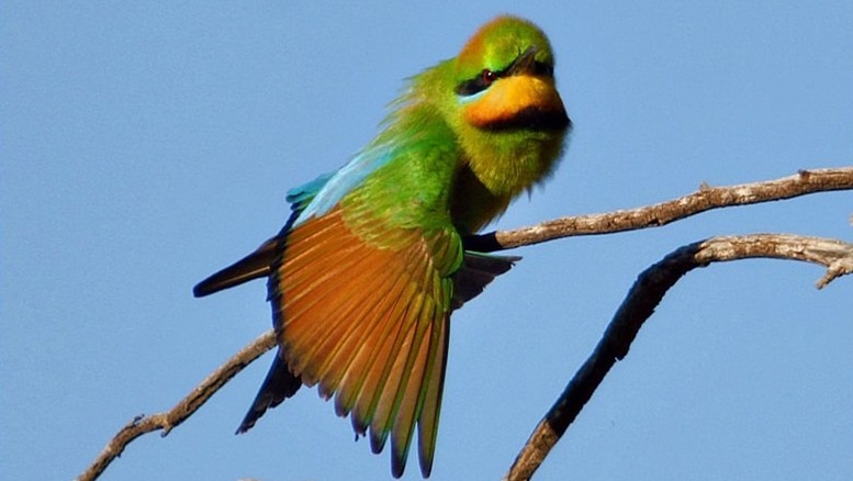 A bird with orange, green, blue and yellow feather spreads one wing.
