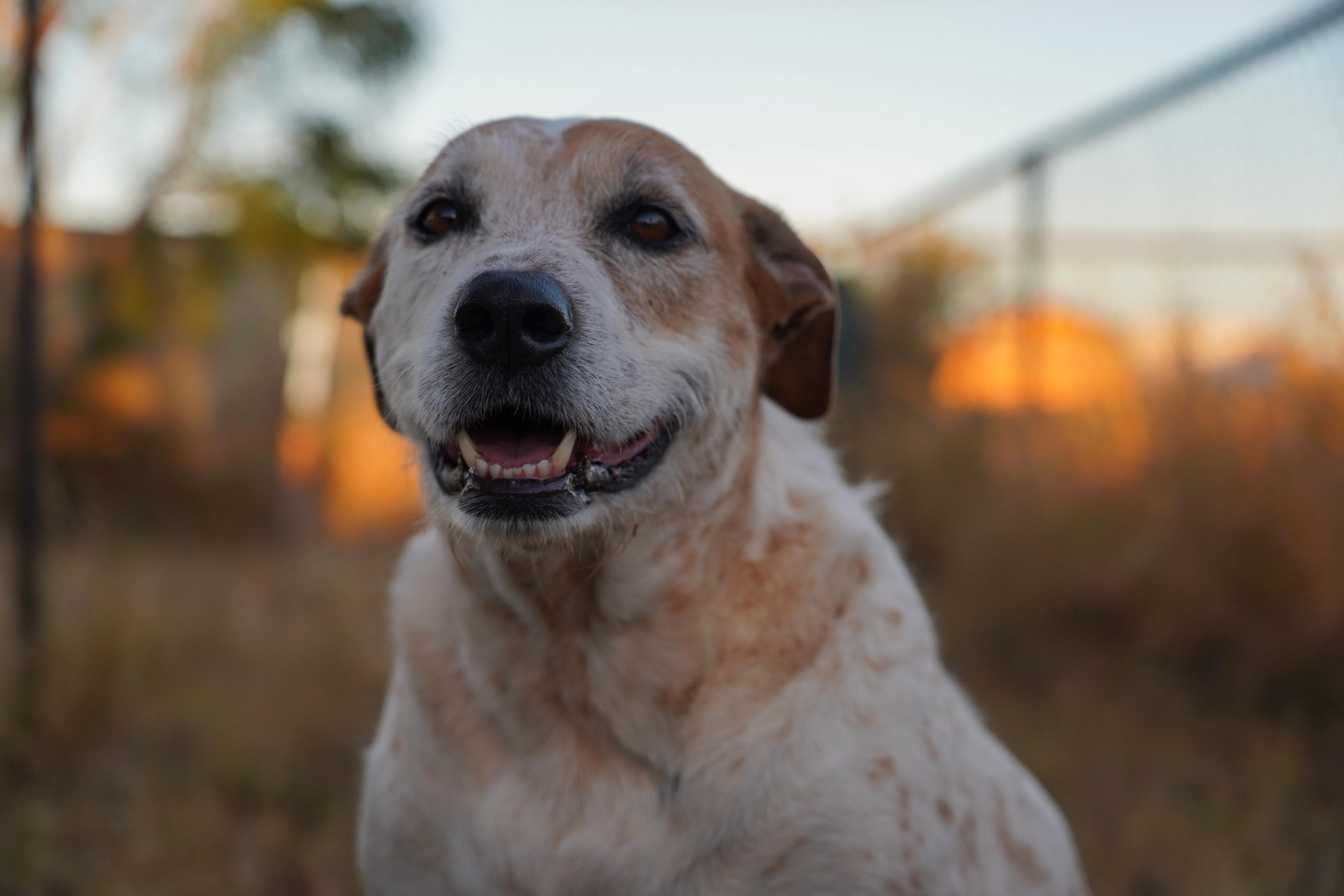 Red heeler staring at camera at sunset