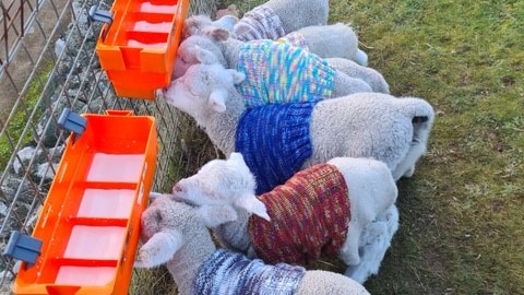 lambs wearing colourful jumpers drinking milk