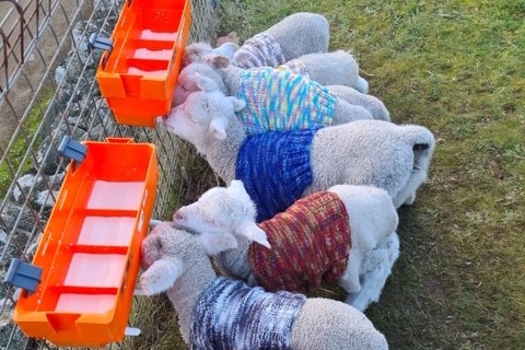 lambs wearing  colourful jumpers drinking milk
