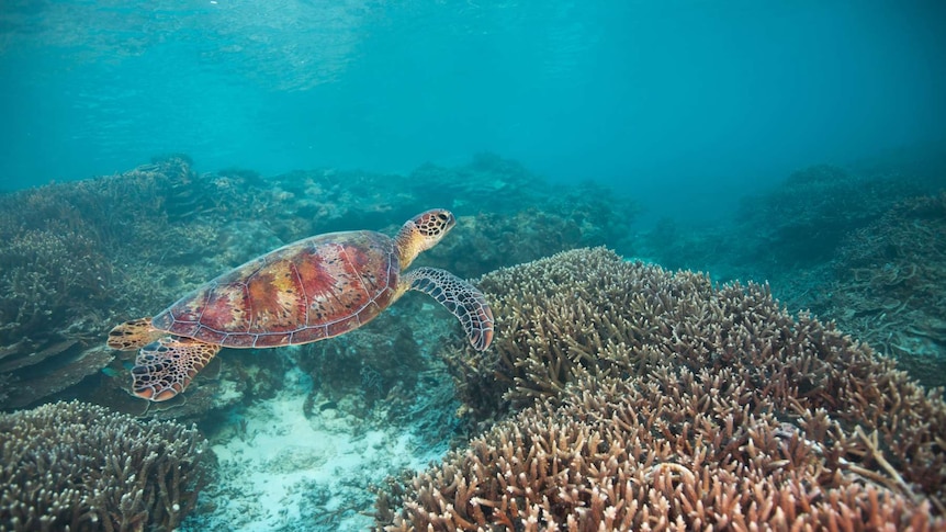 A Green Turtle swims peacefully among the corals on the Great Barrier Reef