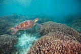 A Green Turtle swims peacefully among the corals on the Great Barrier Reef