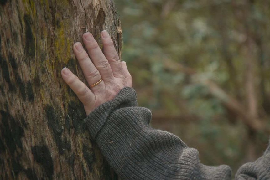 John's hand on a tree trunk