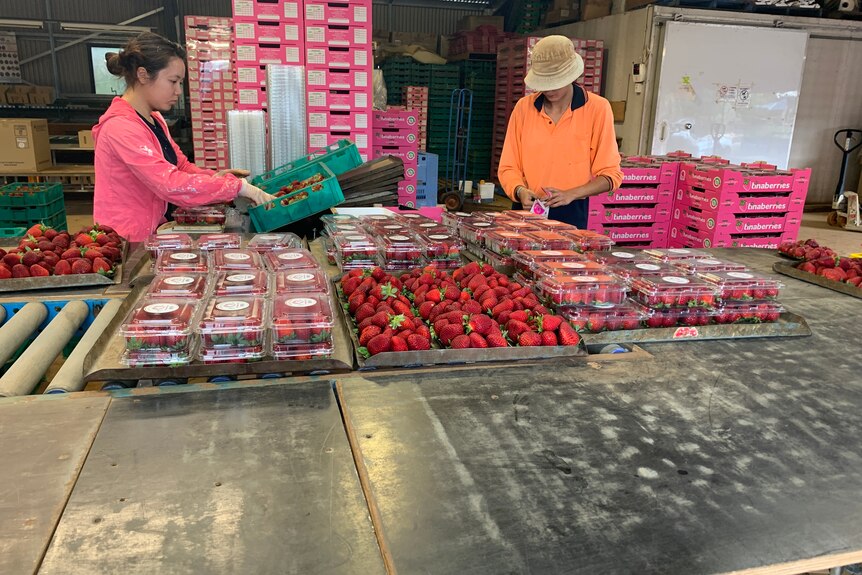 Photo d'emballeurs de fraises.
