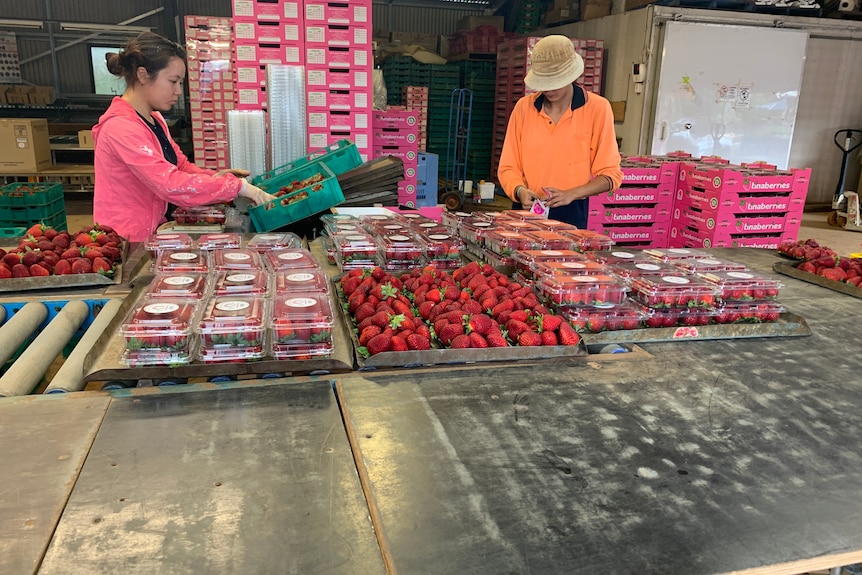 Photo d'emballeurs de fraises.
