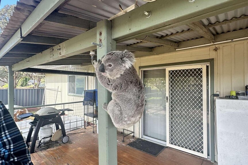 A medium shot of a koala hanging on a pole