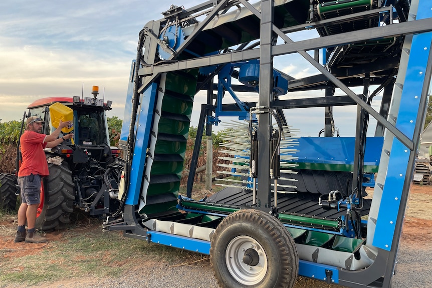 A large blue dried fruit harvester is attached to the back of a tractor