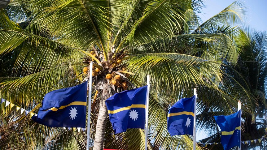 A series of Nauru flags fly in front of a palm tree.