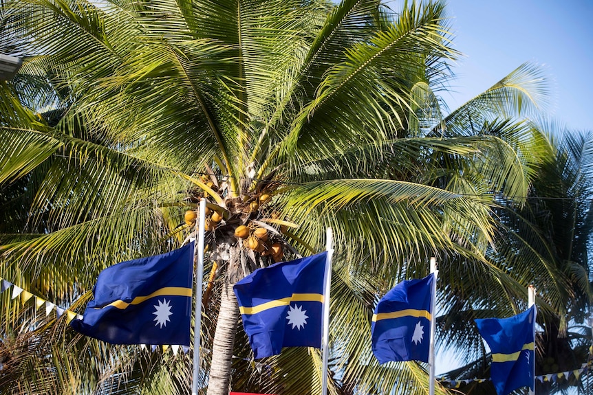 A series of Nauru flags fly in front of a palm tree.