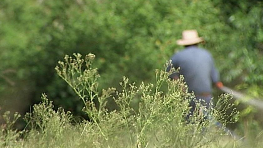 TV still of weeds in cattle paddock, with Qld beef producer farmer spraying pesticide